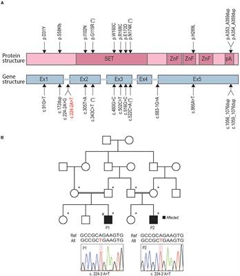 PRDM12 Is Transcriptionally Active and Required for Nociceptor Function Throughout Life